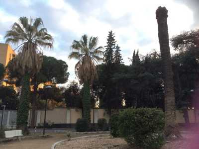 Due palme malate nel giardino dell'Istituto oncologico: davanti a loro si erge il tronco privo di chioma di una pianta ormai morta